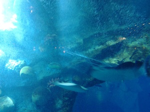 Dubai Aquarium-Dubai Mall