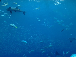 Atlantis Hotel Aquarium-Dubai