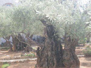 olive-trees-at-the-garden-of-gethsemane